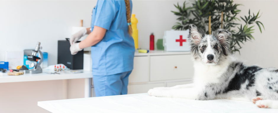 志木本町動物病院