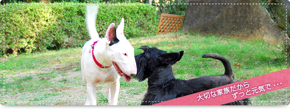 マックスドッグ&キャットクリニック