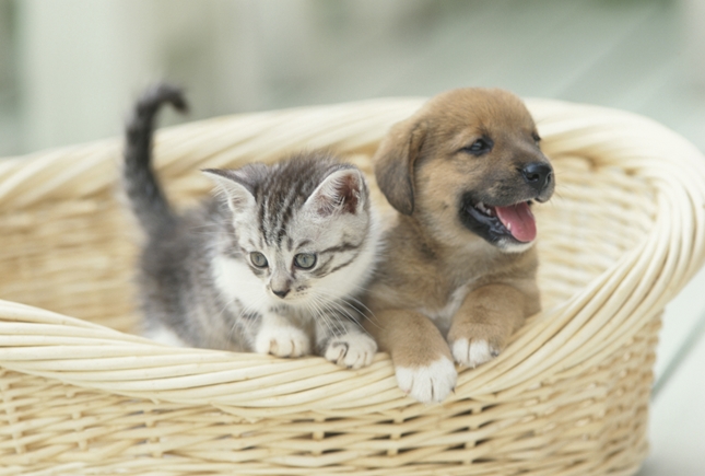 とのうち犬猫病院