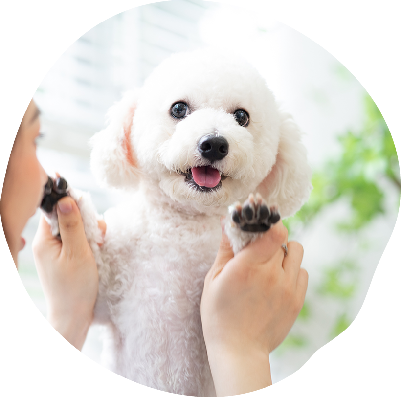 南大阪どうぶつ行動診療