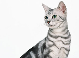 ブルーミントン動物病院