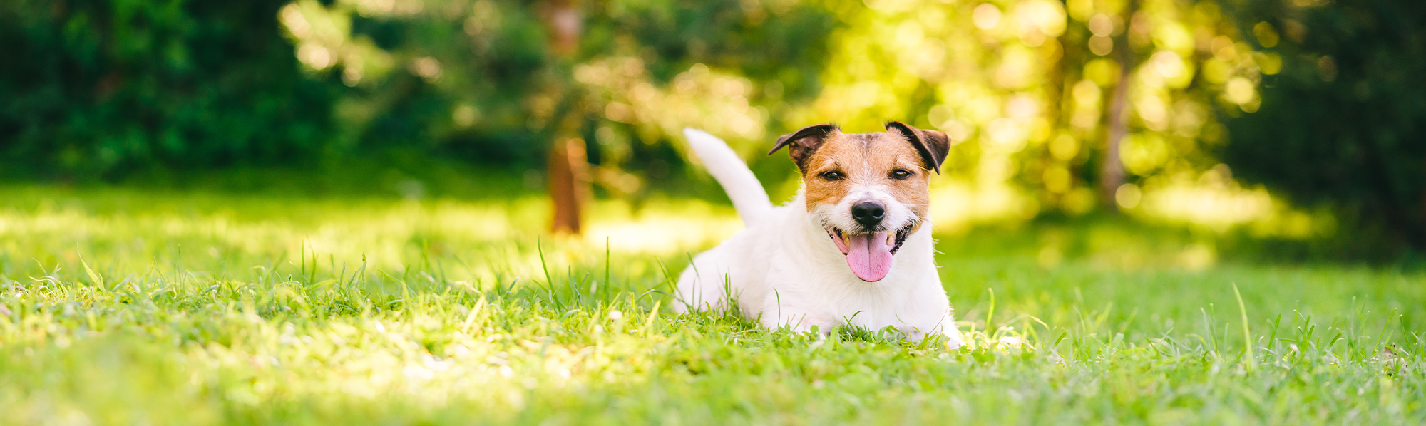 にこにこペット