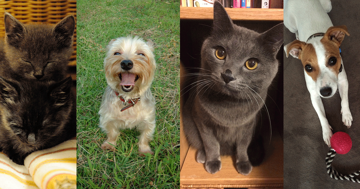 たろう動物病院