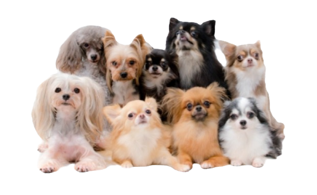 ひがし動物病院