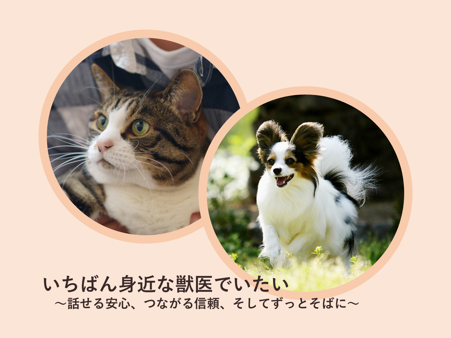 牛込犬猫病院