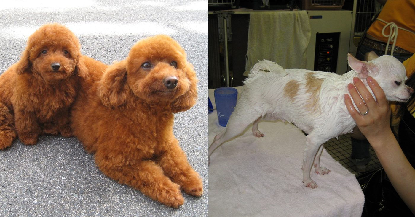 ペットサロンおかたに