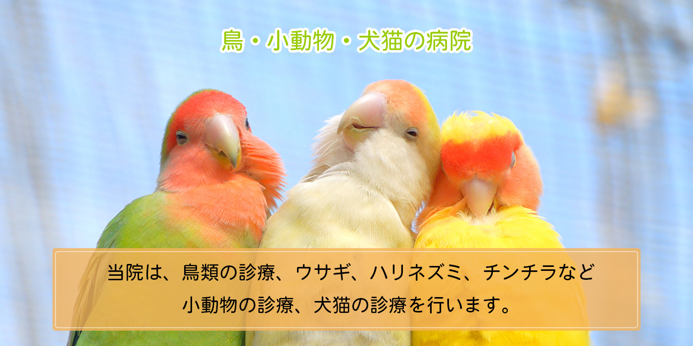 ゆがの動物病院