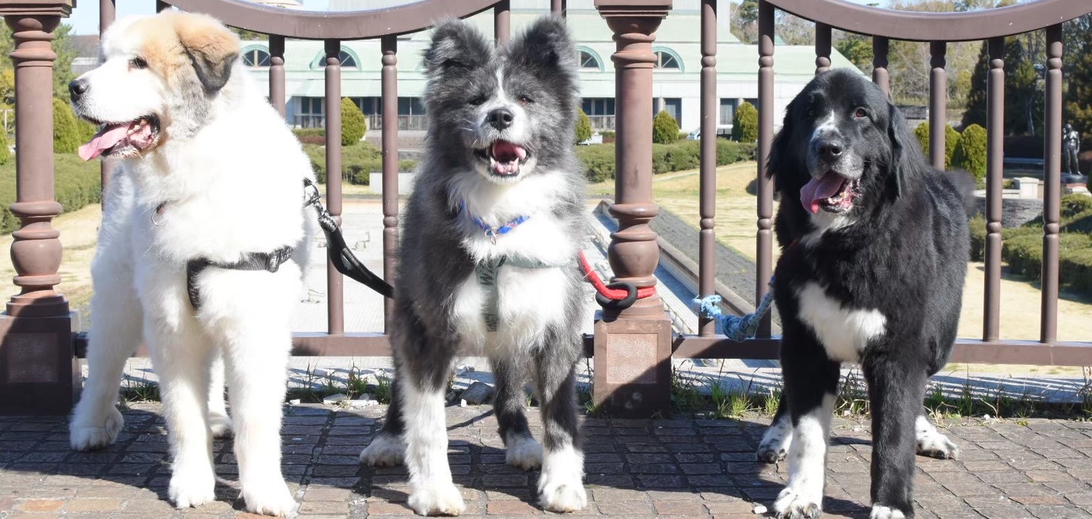 わんにゃんハウス・オレンジ