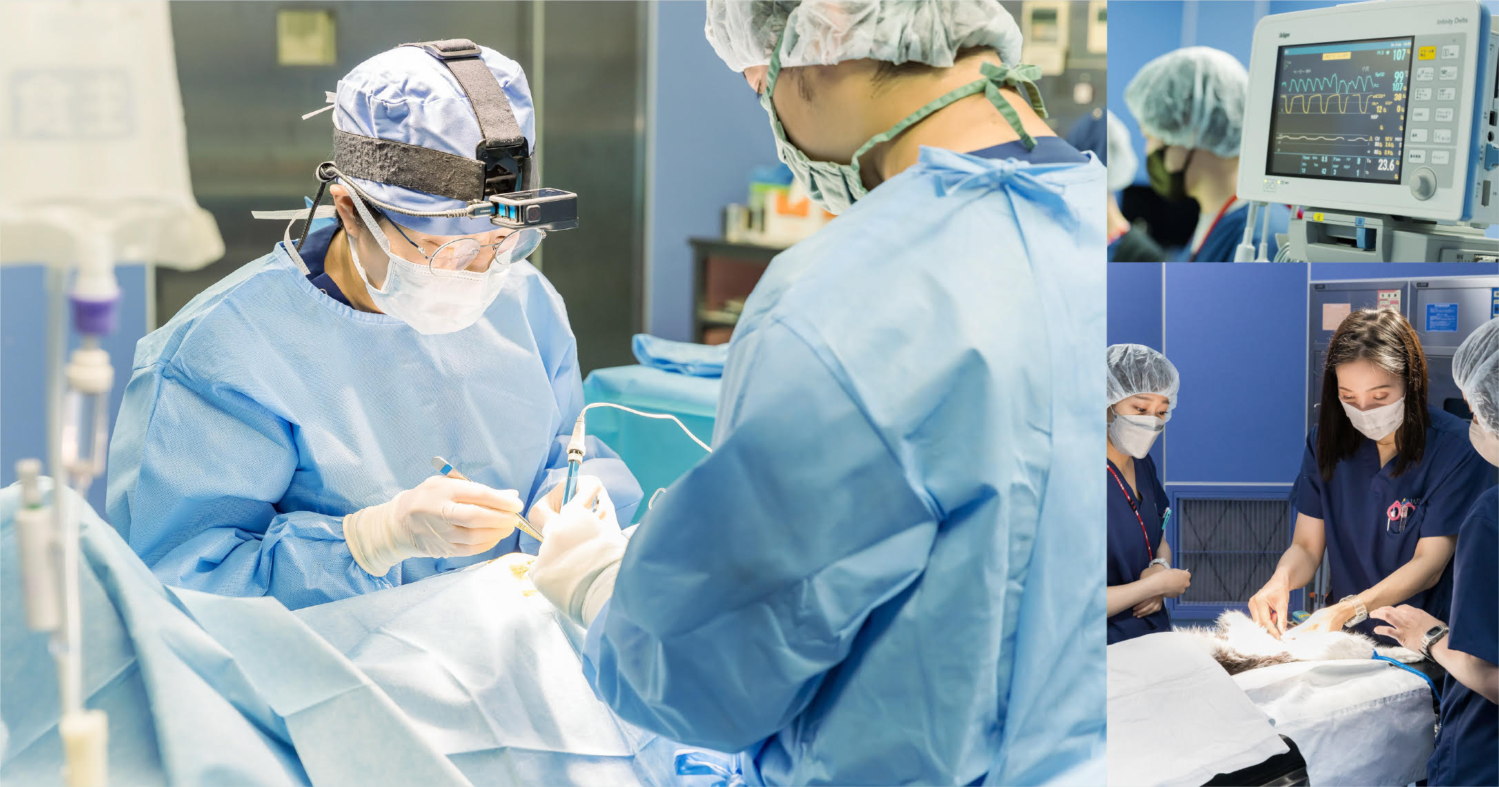 日本動物高度医療センター 川崎本院