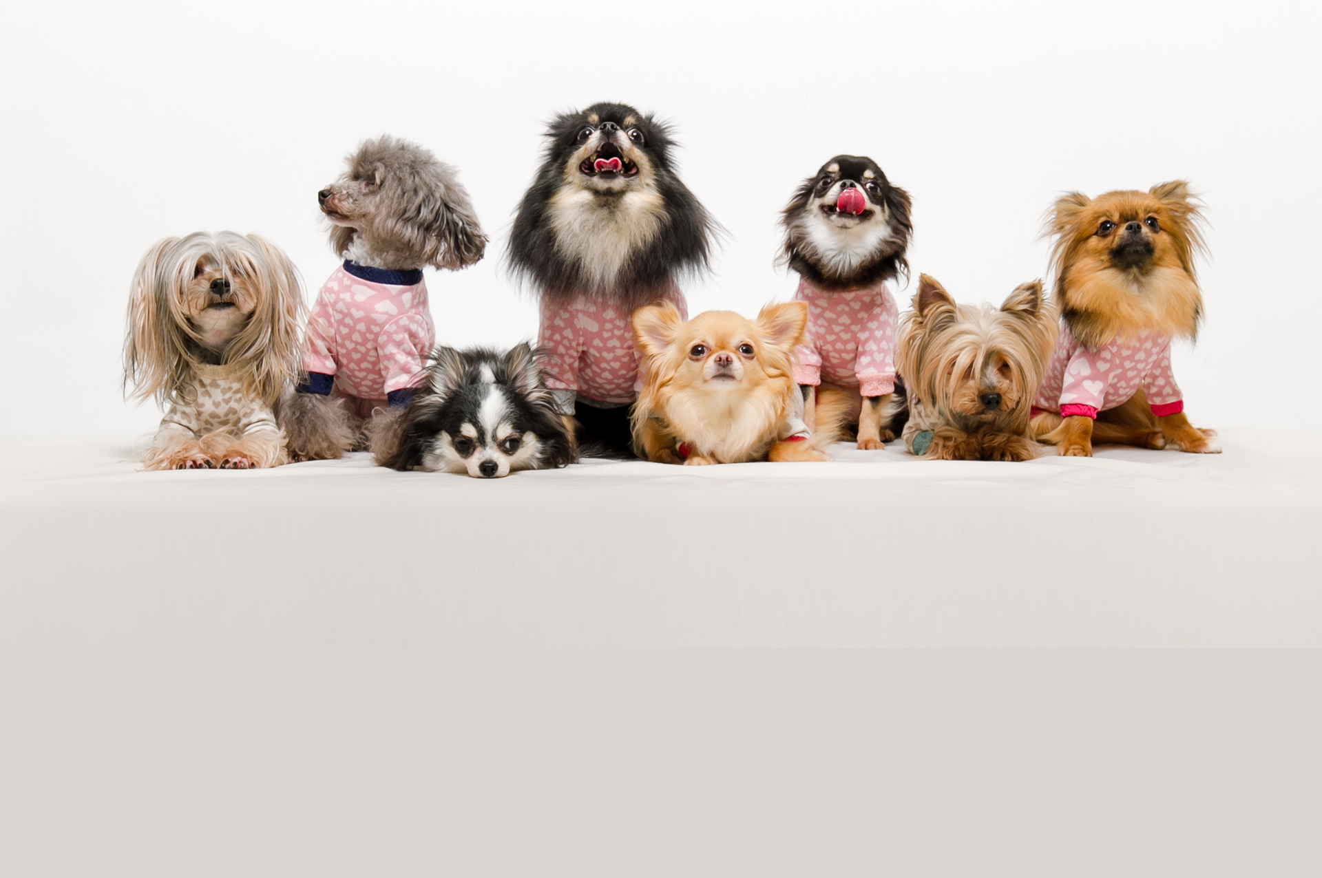 杜都どうぶつ病院