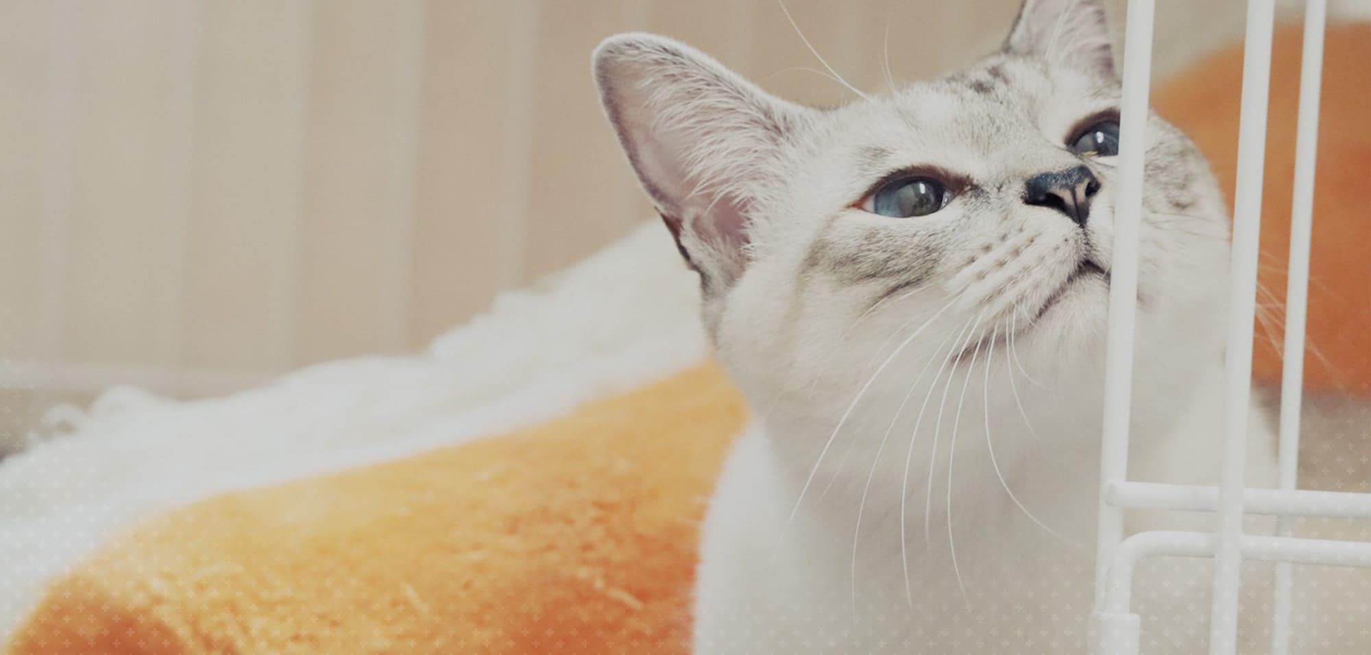 やはた動物病院