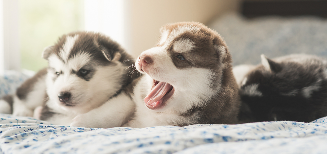 はなふさ動物病院