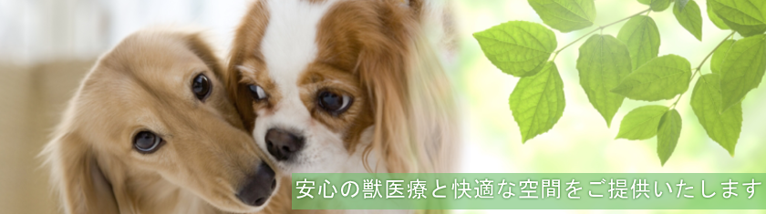 スター動物病院