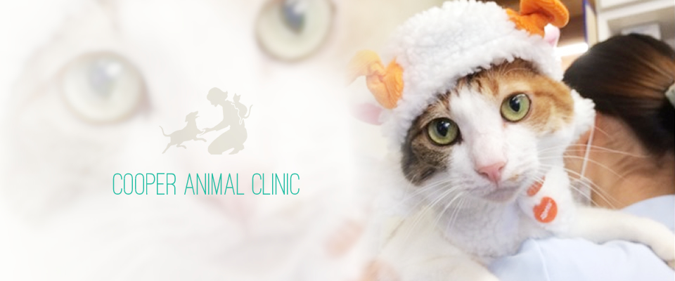 クーパー動物病院