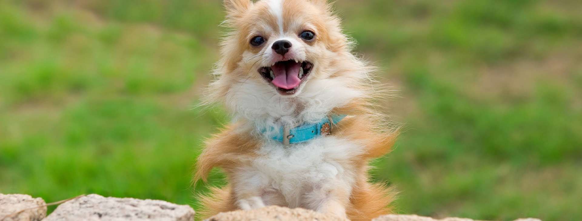 桜の森どうぶつ病院