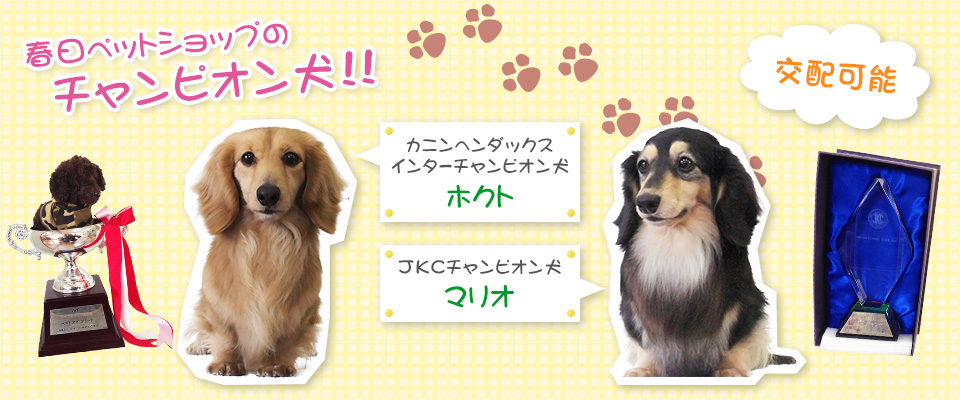 春日ペットショップ