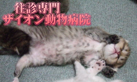 往診専門 ザイオン動物病院
