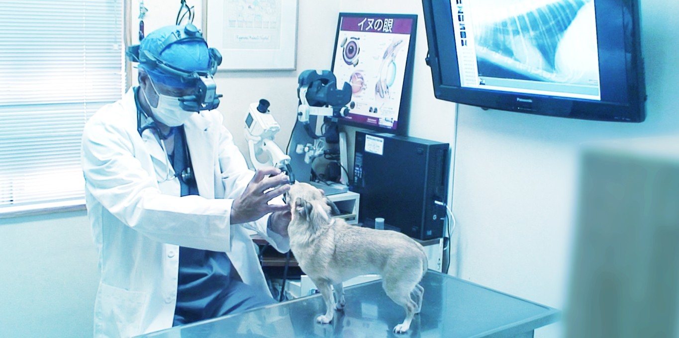 アニマルメディカルケア鵠沼センター病院