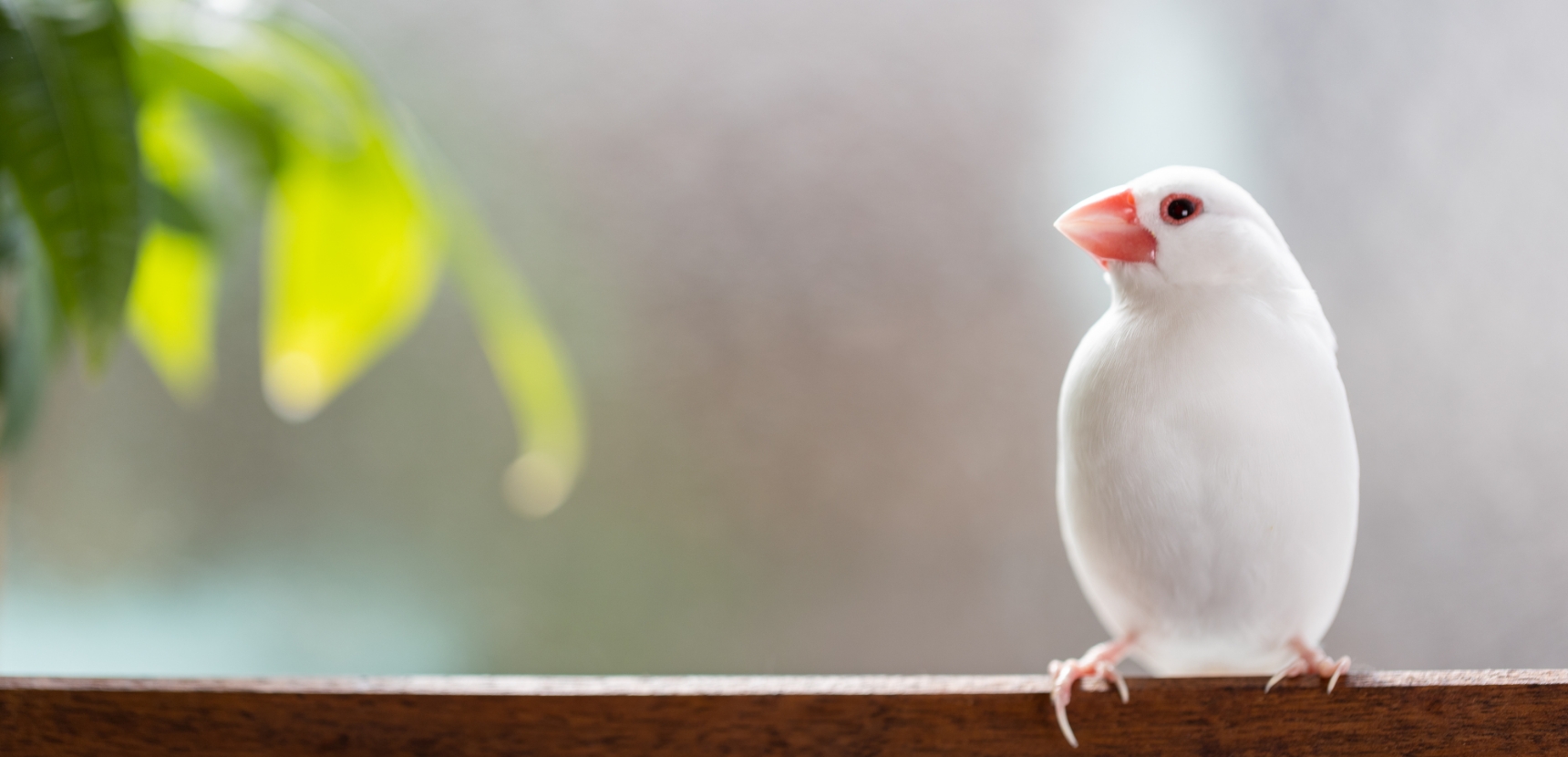 小鳥のセンター病院 中央病院