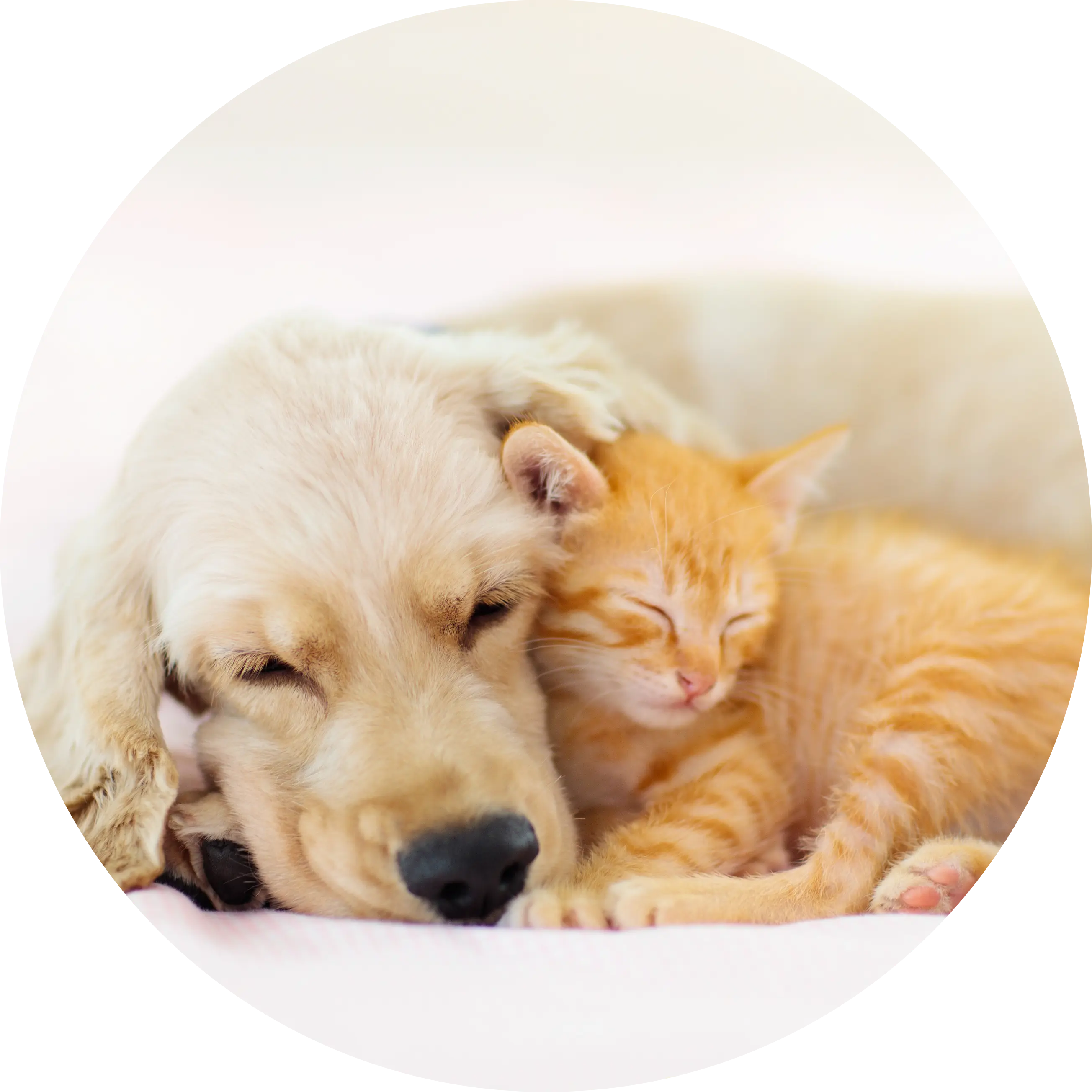 いわせ犬猫クリニック