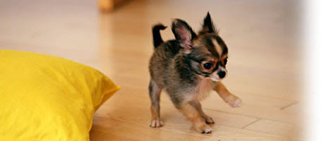 ＤｏｇＷａｎ段原店