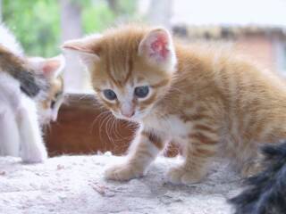 シャノワール動物病院