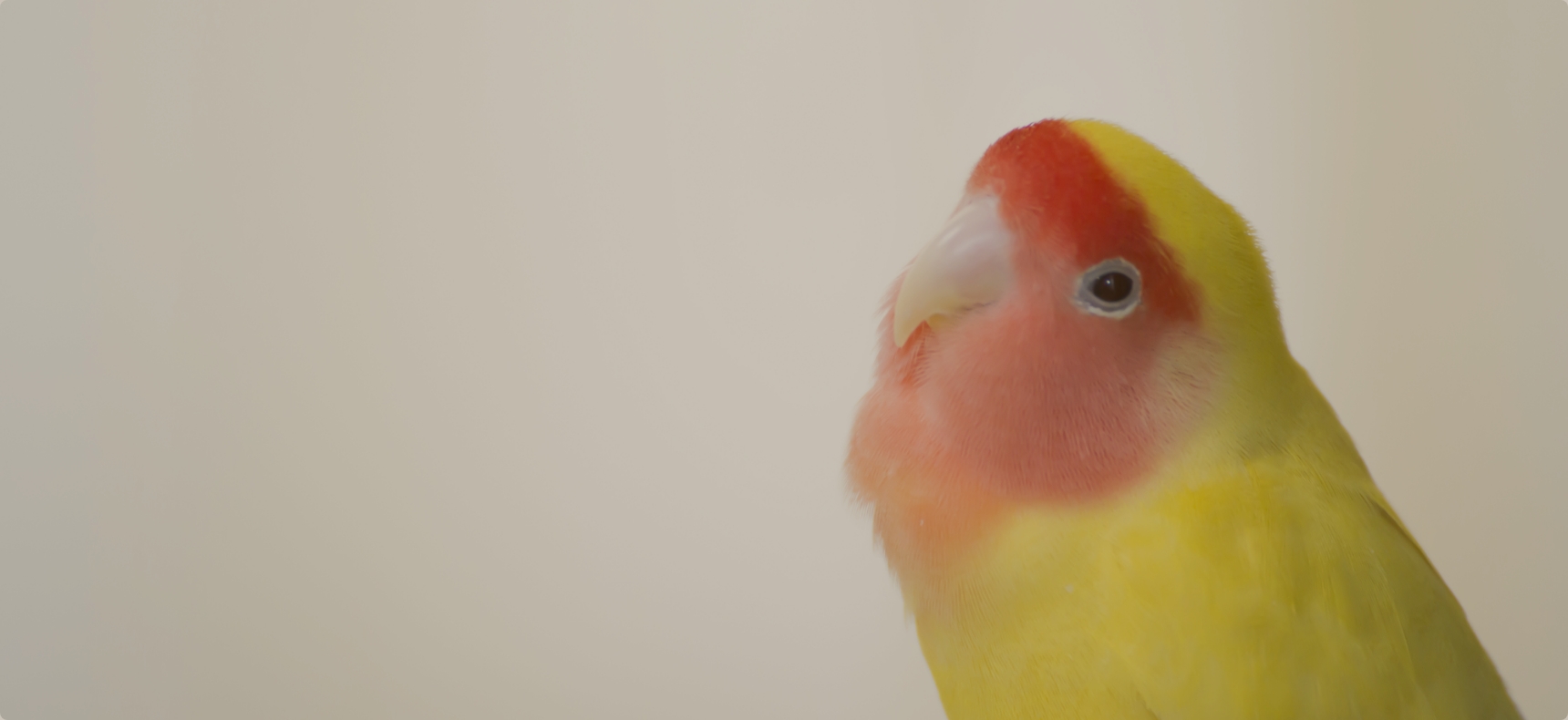 小鳥のセンター病院・池袋