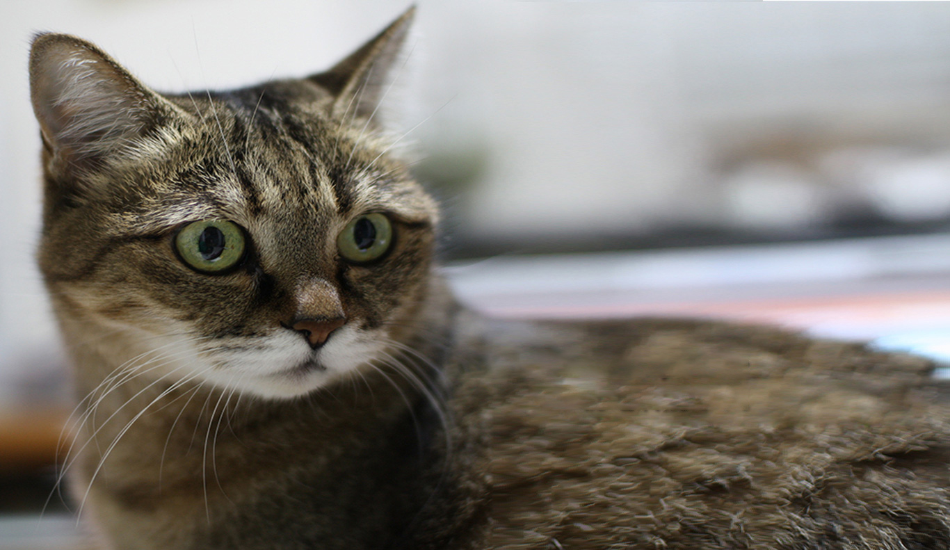 マール動物診療室