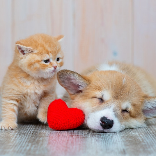 浦崎獣医科病院