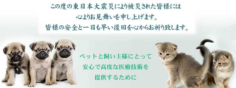 アイビー犬猫病院