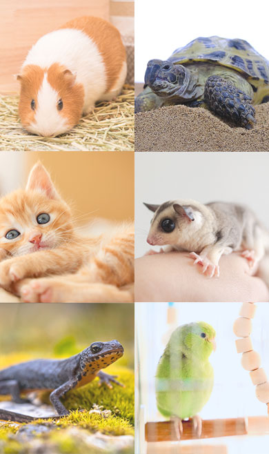 サニー動物病院