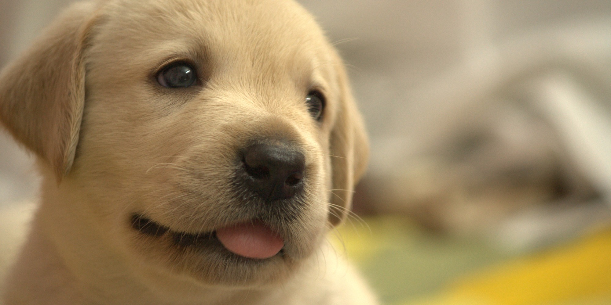 あんどう動物病院