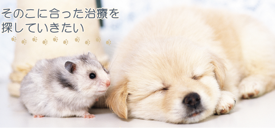 マンマ動物病院