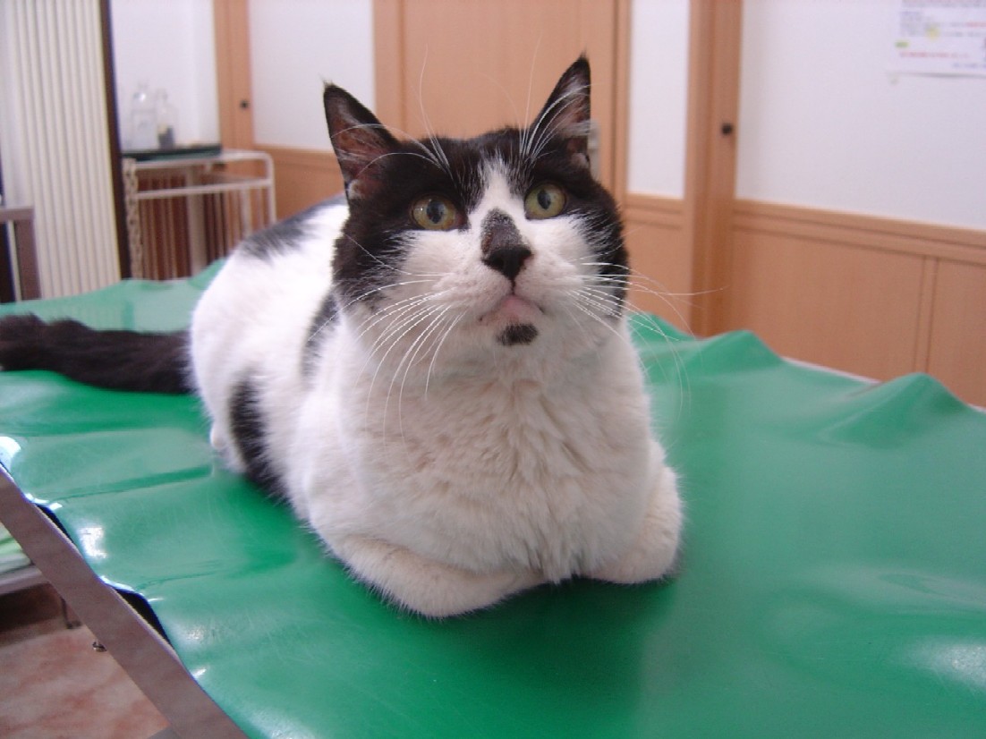 柿沼獣医科医院