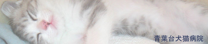 青葉台犬猫病院