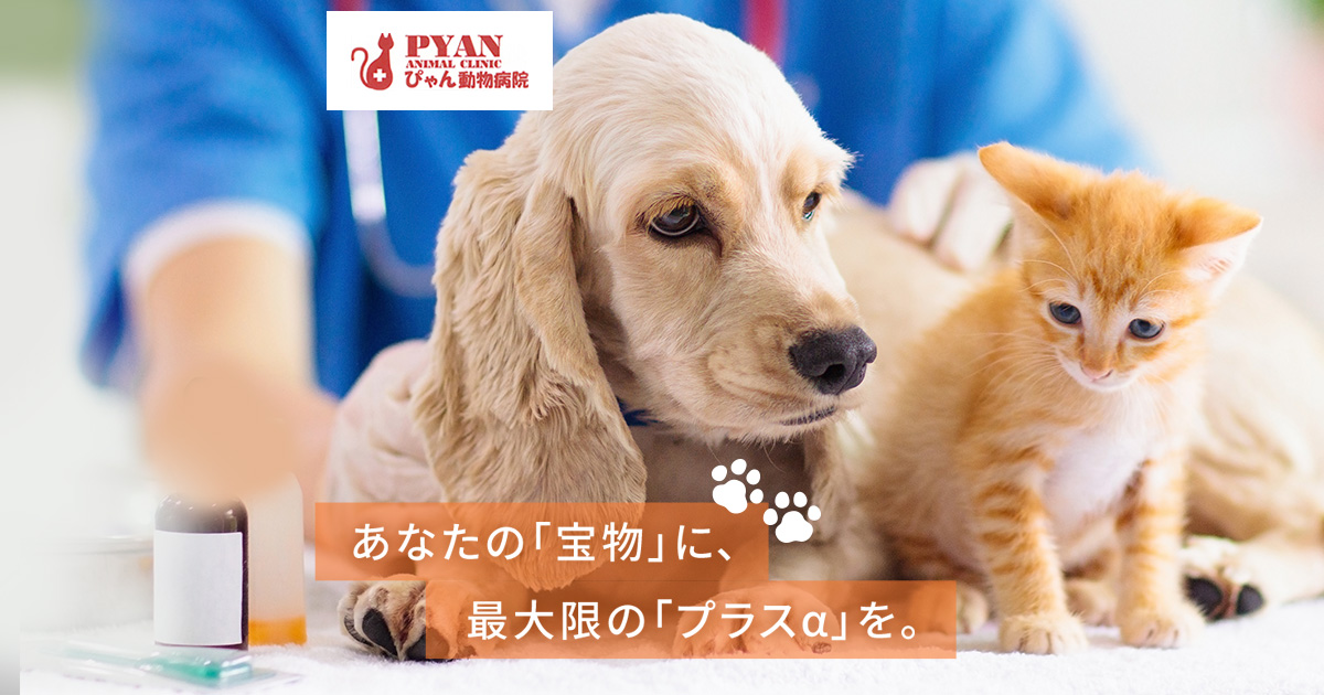 ぴゃん動物病院