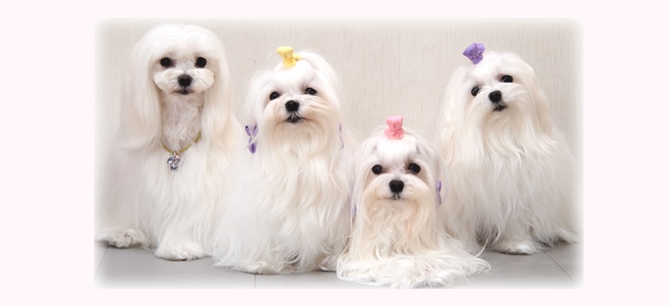 カミュウ動物病院