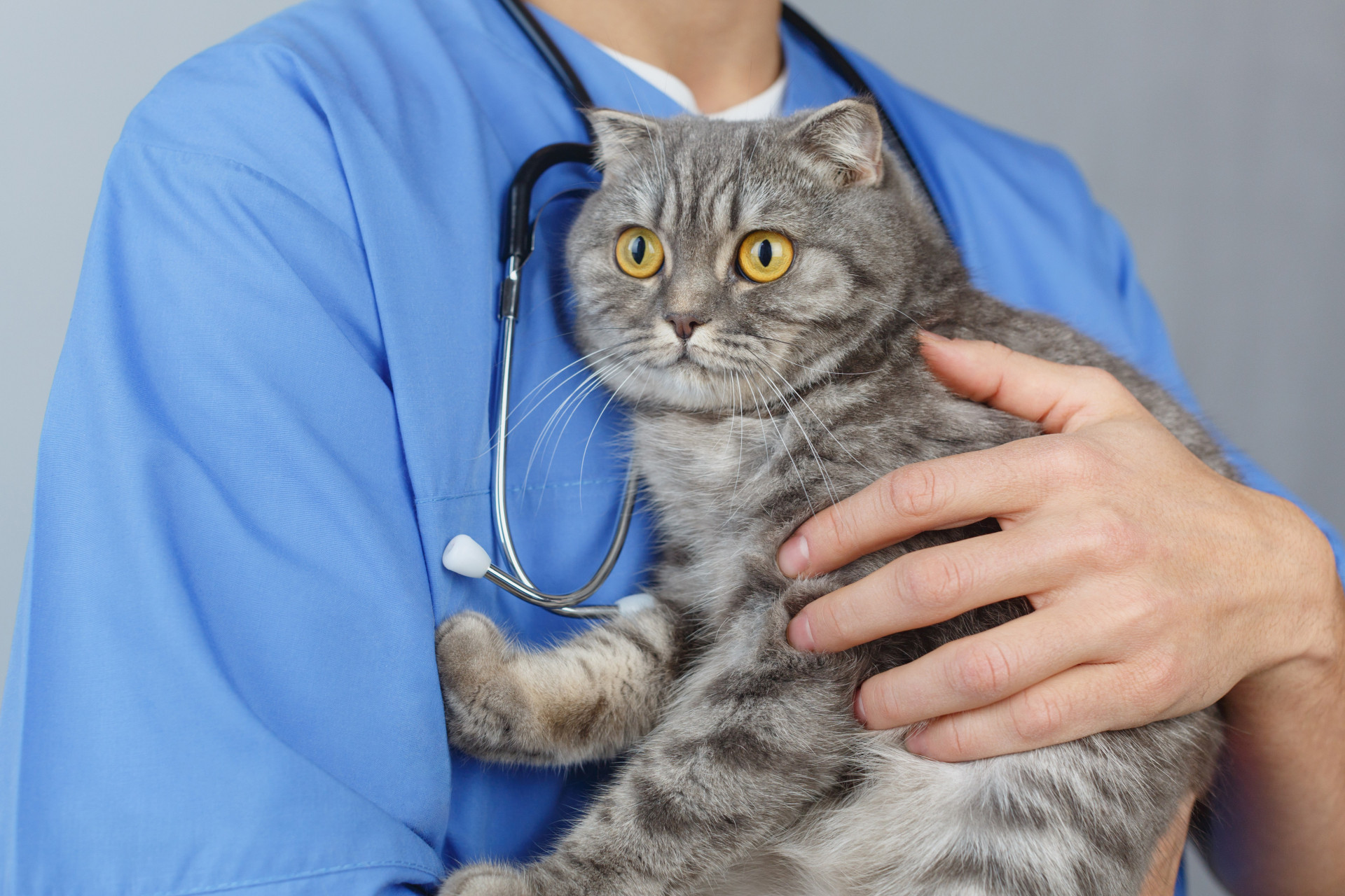 おちたに獣医科病院