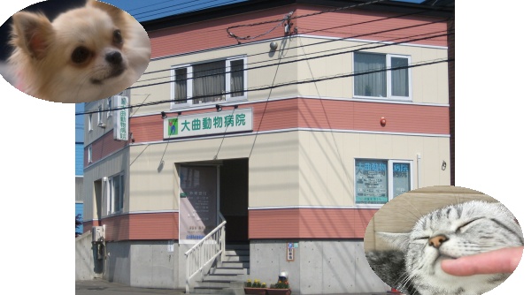大曲動物病院