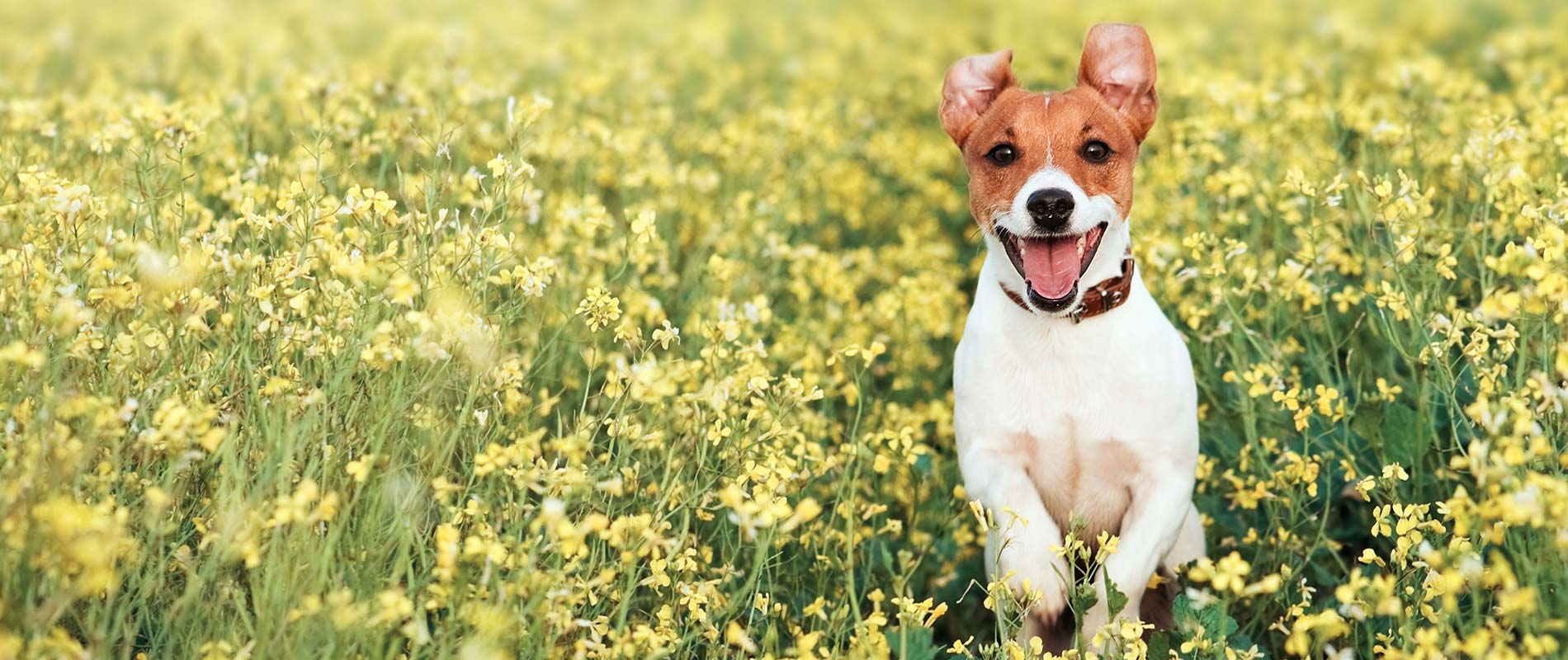 小笠原犬猫病院