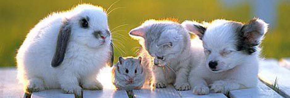 アイペット動物病院