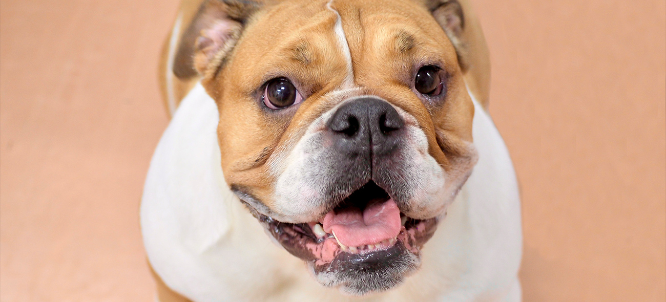 パティ動物病院