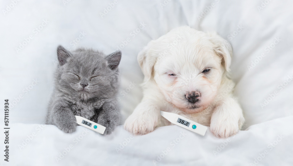 かわの動物病院