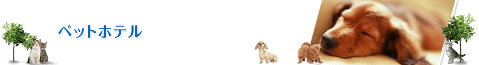 おっきなもふもふ岐阜総本店