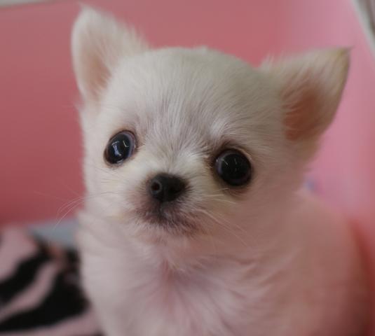 ＰｅｔｉｔｄｏｇＰＩＣＯ