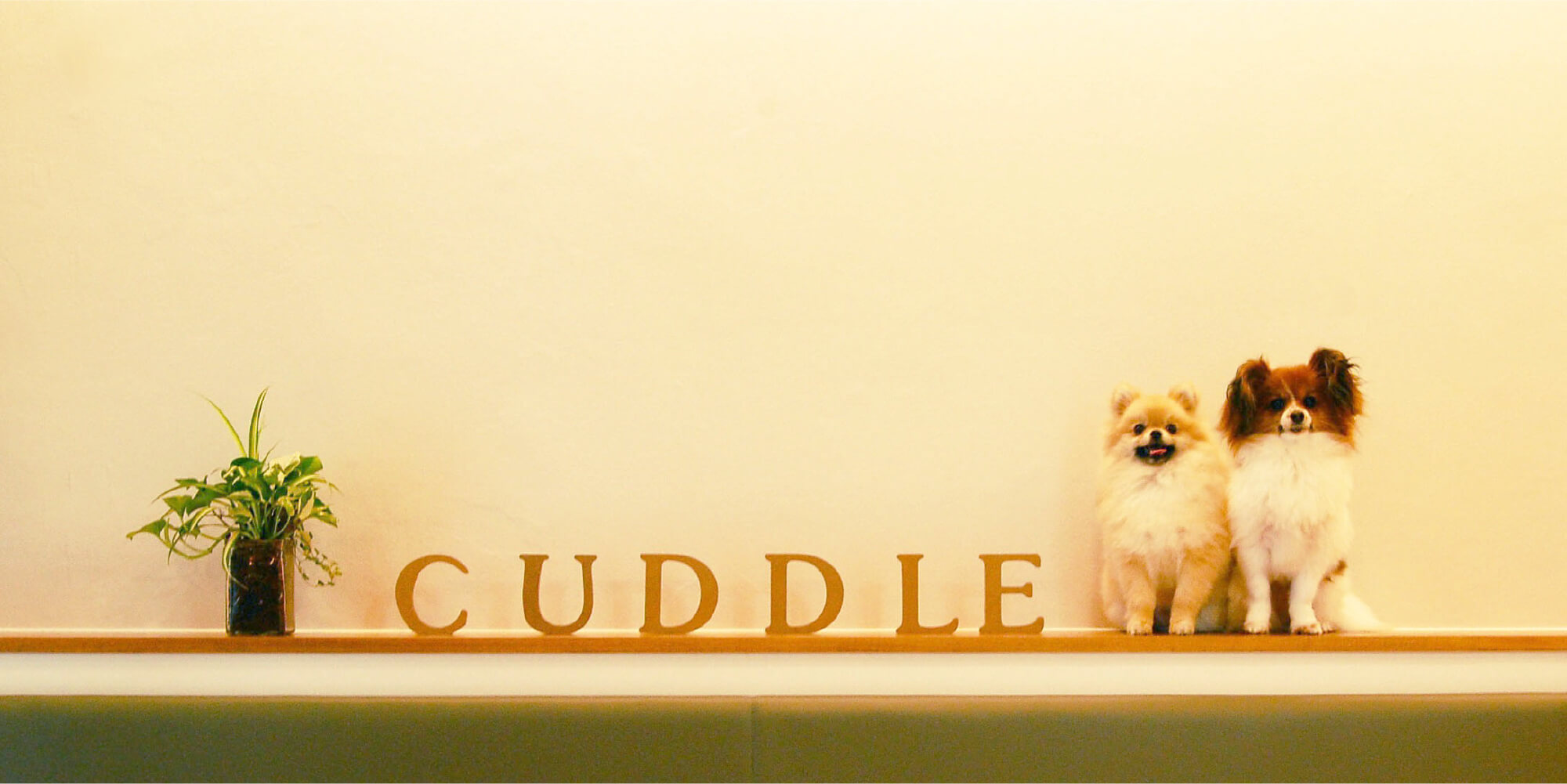 カドル動物病院