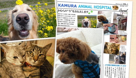 かむら動物病院