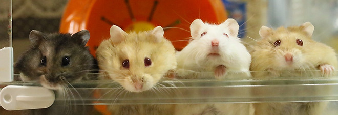 ラパスペットクリニック