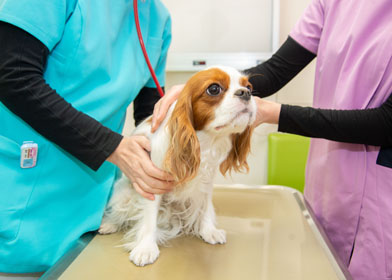 はるのひ動物病院