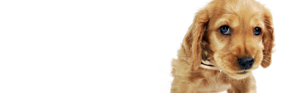 アップル動物病院